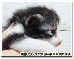 ノルウェージャンフォレストキャット