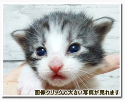 ノルウェージャンフォレストキャット