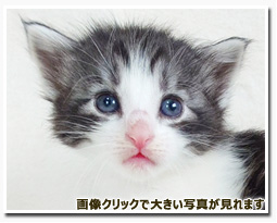 ノルウェージャンフォレストキャット