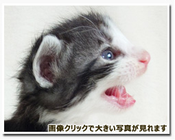 ノルウェージャンフォレストキャット