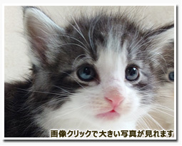 ノルウェージャンフォレストキャット