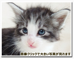 ノルウェージャンフォレストキャット