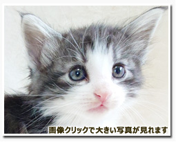 ノルウェージャンフォレストキャット