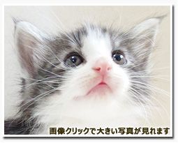 ノルウェージャンフォレストキャット