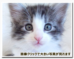 ノルウェージャンフォレストキャット