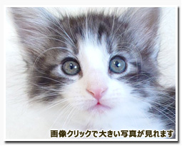 ノルウェージャンフォレストキャット