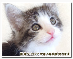 ノルウェージャンフォレストキャット