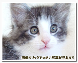 ノルウェージャンフォレストキャット