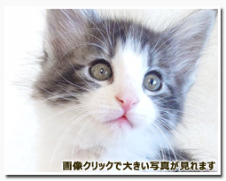 ノルウェージャンフォレストキャット