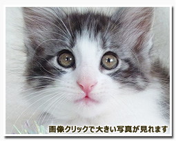 ノルウェージャンフォレストキャット