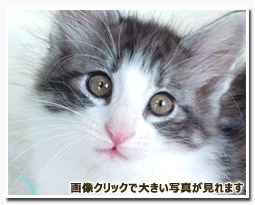 ノルウェージャンフォレストキャット