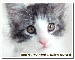 ノルウェージャンフォレストキャット