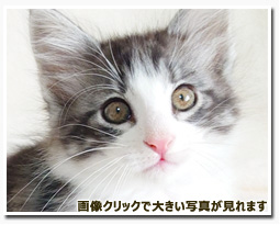 ノルウェージャンフォレストキャット