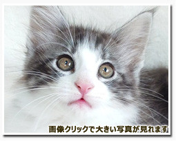 ノルウェージャンフォレストキャット