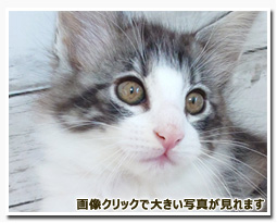 ノルウェージャンフォレストキャット