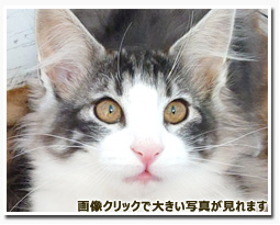 ノルウェージャンフォレストキャット