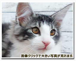 ノルウェージャンフォレストキャット