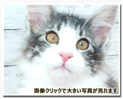 ノルウェージャンフォレストキャット