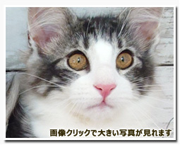 ノルウェージャンフォレストキャット