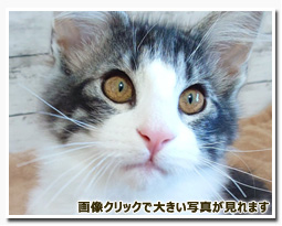 ノルウェージャンフォレストキャット