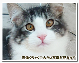 ノルウェージャンフォレストキャット