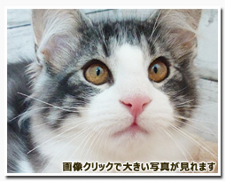 ノルウェージャンフォレストキャット