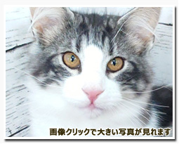 ノルウェージャンフォレストキャット