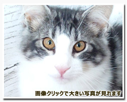 ノルウェージャンフォレストキャット