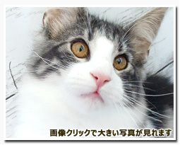 ノルウェージャンフォレストキャット