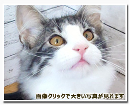 ノルウェージャンフォレストキャット