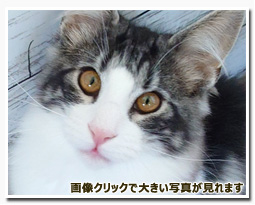 ノルウェージャンフォレストキャット