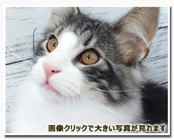 ノルウェージャンフォレストキャット