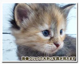 ノルウェージャンフォレストキャット