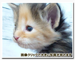 ノルウェージャンフォレストキャット