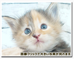 ノルウェージャンフォレストキャット