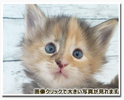 ノルウェージャンフォレストキャット