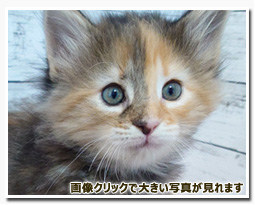 ノルウェージャンフォレストキャット