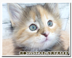 ノルウェージャンフォレストキャット