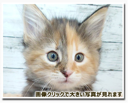 ノルウェージャンフォレストキャット