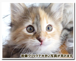 ノルウェージャンフォレストキャット