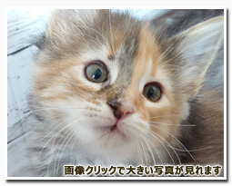 ノルウェージャンフォレストキャット