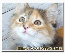 ノルウェージャンフォレストキャット