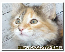 ノルウェージャンフォレストキャット