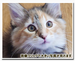 ノルウェージャンフォレストキャット