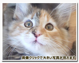 ノルウェージャンフォレストキャット