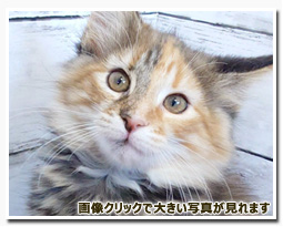 ノルウェージャンフォレストキャット