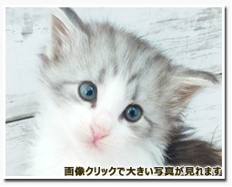 ノルウェージャンフォレストキャット