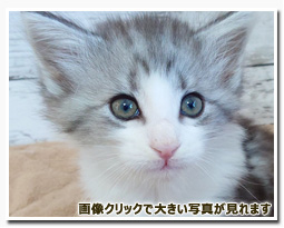 ノルウェージャンフォレストキャット