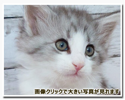 ノルウェージャンフォレストキャット