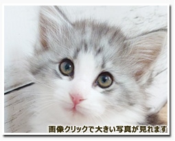 ノルウェージャンフォレストキャット